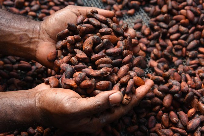 Private Tour to Aelan Chocolate Factory in Port Vila - How the $11 price holds up