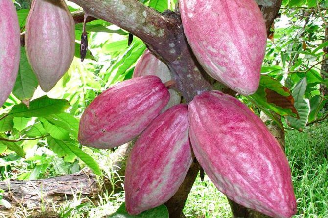 Private Tour to Aelan Chocolate Factory in Port Vila - Timing your visit in Port Vila