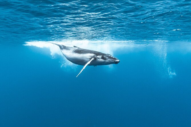 Private tour whale watching and snorkeling in Moorea - Animal Welfare and Safety Come First