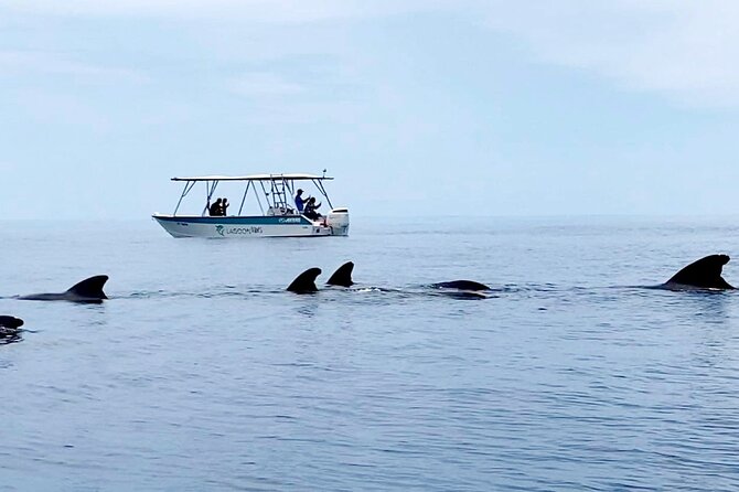 Private tour whale watching and snorkeling in Moorea - Drinks, Equipment, and Small Practical Details