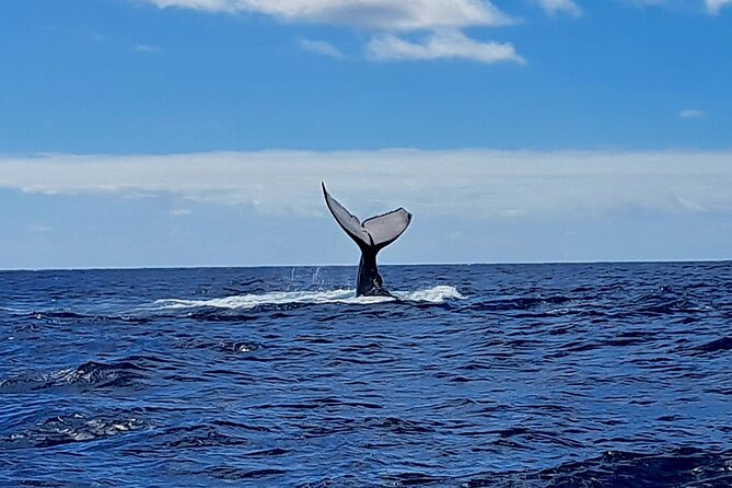 Private tour whale watching and snorkeling in Moorea - Weather, Cancellations, and Planning Around Uncertainty