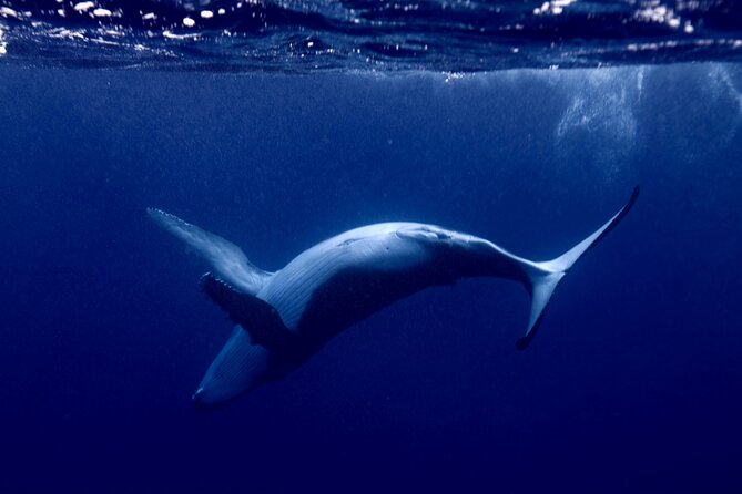 Private tour whale watching and snorkeling in Moorea - A Private Boat Changes the Day