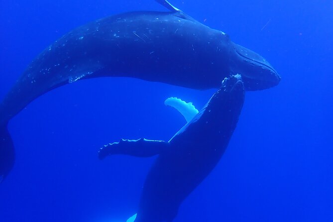 Private Tour Whale Watching Half Day Tour - Searching Moorea’s waters for humpback whales