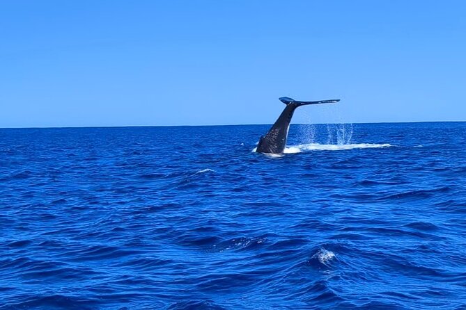 Private Tour Whale Watching Half Day Tour - The boat and comfort question