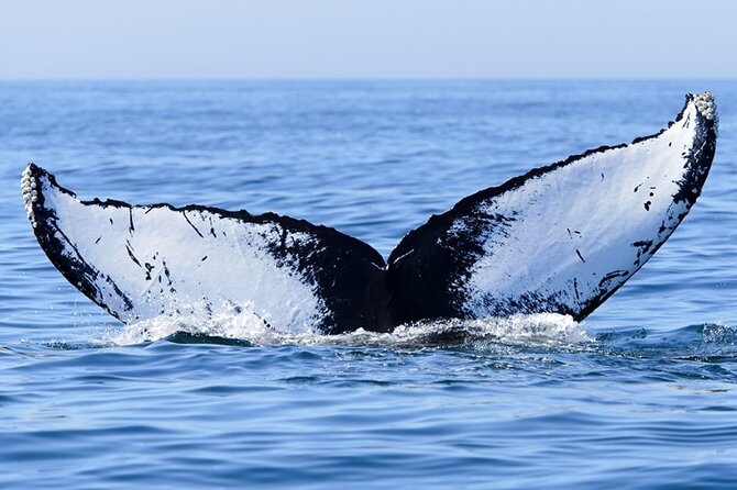 Private Tour Whale Watching Half Day Tour - A responsible approach to wild animals
