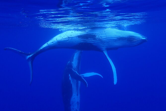 Private Tour Whale Watching Half Day Tour - Who should book this Moorea whale tour?