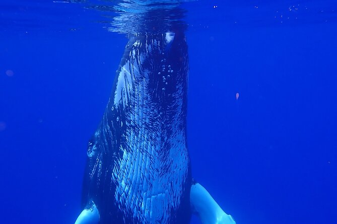 Private Tour Whale Watching Half Day Tour - What the three to four hours may feel like