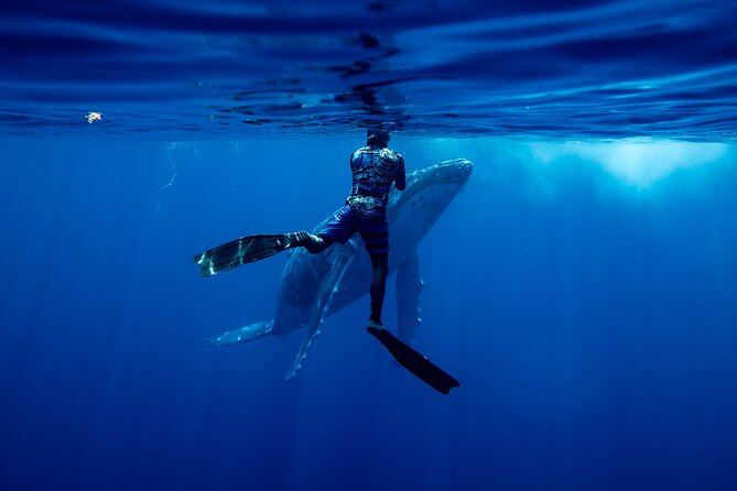 Private Whale Watching Adventure in Mo'orea - Why Moorea is a special place for whale watching