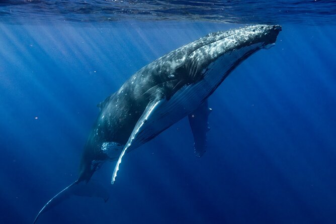 Private Whale Watching Adventure in Mo'orea - When the sea is rough or the weather turns