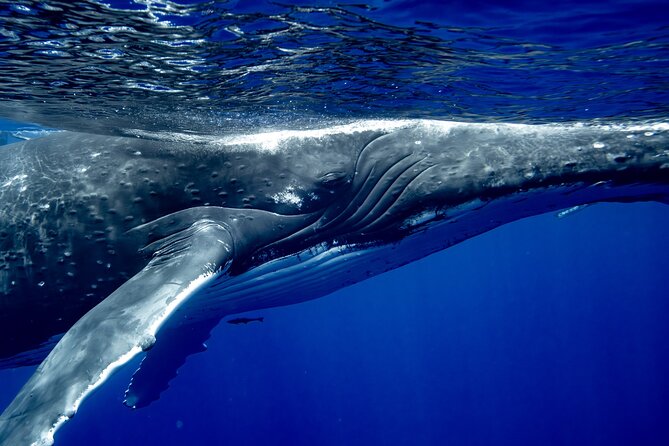 Private Whale Watching Adventure in Mo'orea - Why the private price can make sense