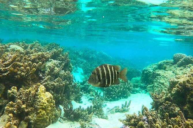 Raiatea-Tahaa Snorkeling in our beautiful Coral Garden - From Uturoa Harbor to Taha’a’s coral gardens