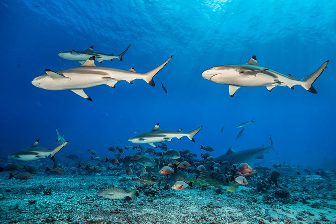 Rangiroa 2-tank Certified Scuba Dive - Why the small group matters