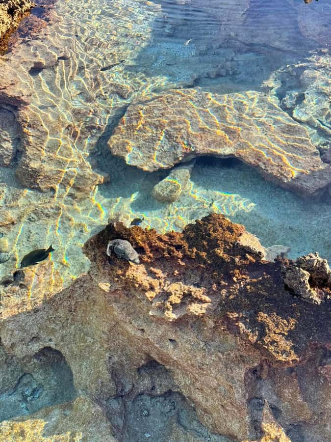 Rangiroa: Blue Lagoon Tiputa Pass Coral Garden Island Birds - Snorkeling at the coral garden