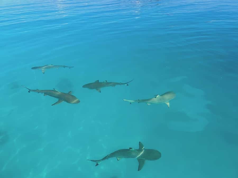 Rangiroa: Blue Lagoon Tiputa Pass Coral Garden Island Birds - The Blue Lagoon and its shark encounter