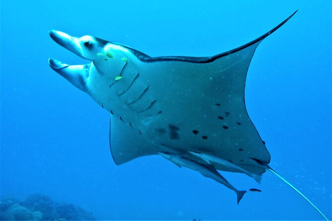 Reef Discovery Half Day Group Signature Tour - Eagle rays, reef sharks, and stingrays