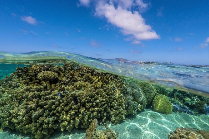 Reef Discovery Half Day Group Signature Tour - What the guides add to the experience