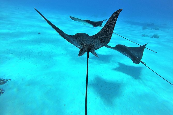 Reef Discovery Half Day Group Signature Tour - Equipment, comfort, and family fit