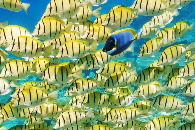 Reef Discovery Half Day Group Signature Tour - Is $143.27 a fair price?