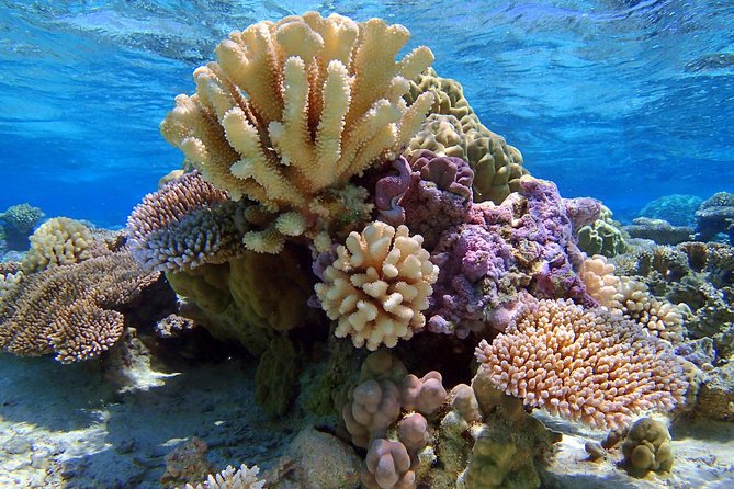 Reef Discovery Half Day Group Signature Tour - Coral gardens near the airport