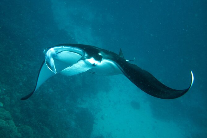 Reef Discovery Luxury Private Snorkeling Lagoon Tour - A guide who can focus on your group