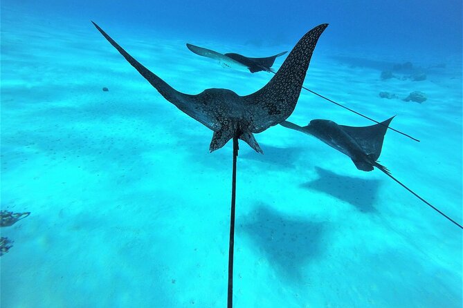 Reef Discovery Private Full Day Lagoon Tour & Water Lunch - Why the coral garden is the heart of the outing