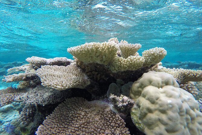 Reef Discovery Private Full Day Lagoon Tour & Water Lunch - How demanding is the snorkeling?