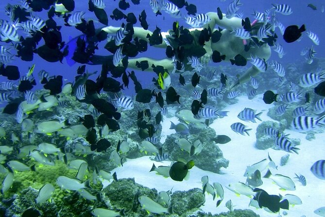 Reef Discovery Private Full Day Lagoon Tour & Water Lunch - Is the $1,883.06 price fair?