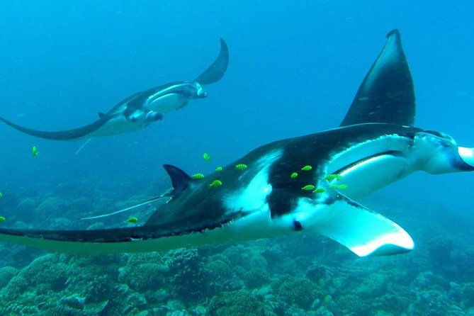 Reef Discovery Private Half Day Lagoon Tour - What the private boat changes