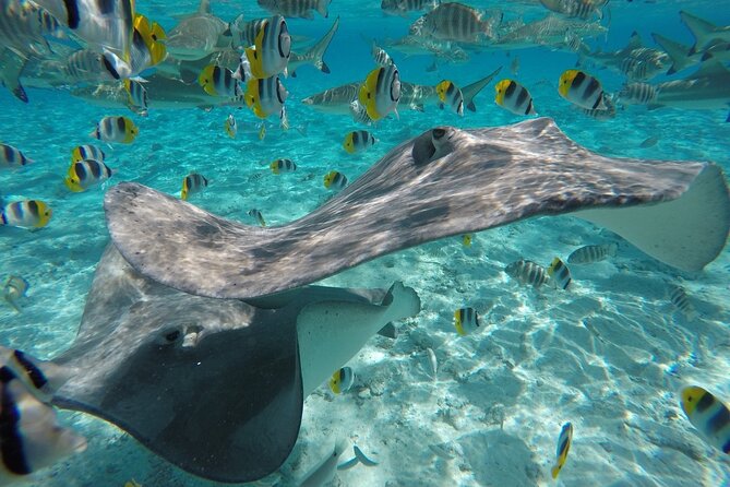 Reef Discovery Private Half Day Lagoon Tour - What the price means for your group