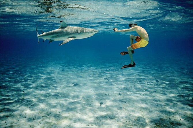 Reef Discovery Private Half Day Lagoon Tour - Pickup, cruise timing, and practical limits
