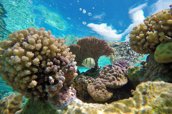 Reef Discovery Private Half Day Lagoon Tour - The coral garden and natural aquarium