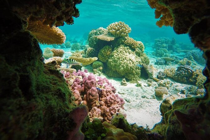 Reef Discovery Private Treasure Hunt - Stop one: begin with Bora Bora’s reef life