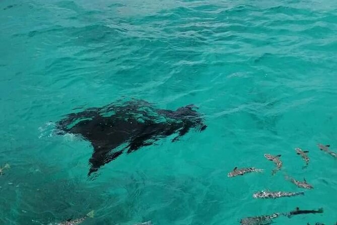 Reef island private tour - Rangiroa’s reef island, reached by boat