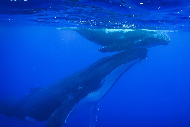 Respectful whale excursion to Tahiti in 4h30 - Key points at a glance