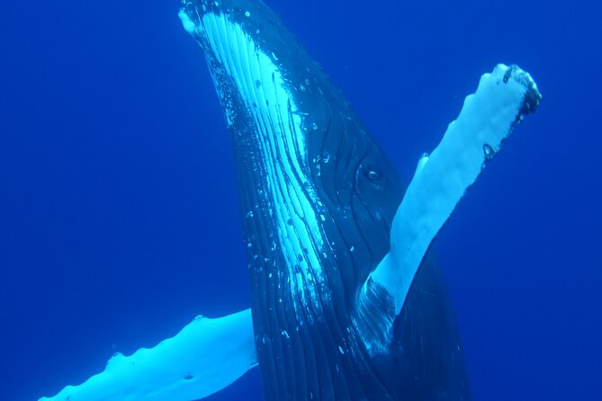 Respectful whale excursion to Tahiti in 4h30 - Dolphin watching before the offshore search