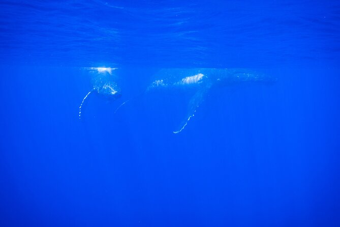 Respectful whale excursion to Tahiti in 4h30 - What an in-water whale encounter really requires