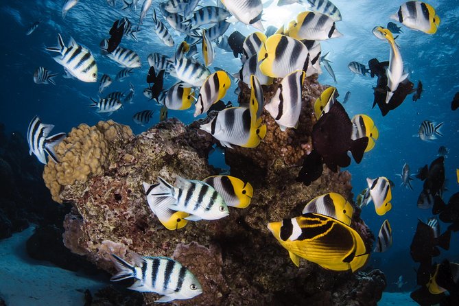 Romantic Dive for beginners in Bora Bora (2 people) with Video - A first underwater lesson made for couples