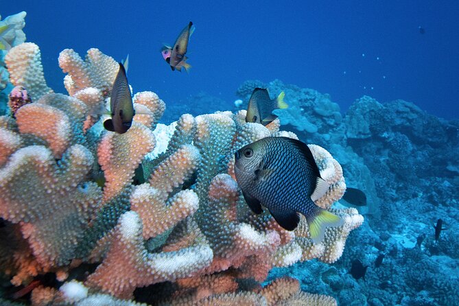 Romantic Dive for beginners in Bora Bora (2 people) with Video - Meeting tropical fish beneath Bora Bora