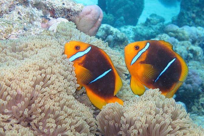 Romantic Dive for beginners in Bora Bora (2 people) with Video - Timing, flights, and weather