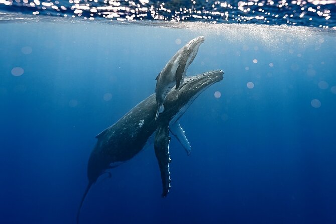Sacred Experience Swimming with a Whale in Moorea - Why the six-person water limit matters