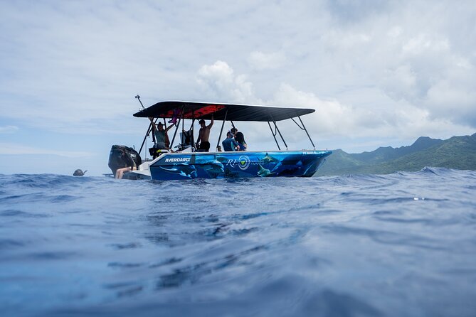 Sacred Experience Swimming with a Whale in Moorea - What swimming with the whales is really like