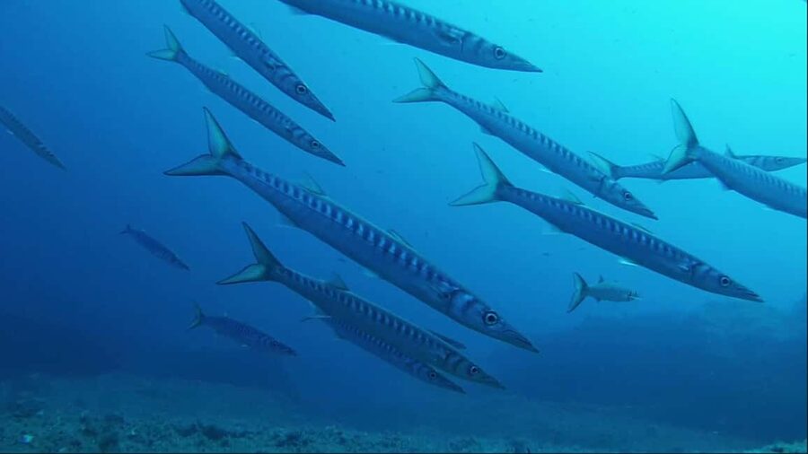 Sardinia, La Maddalena Archipelago: First Dive Experience - Who should book this first scuba session?