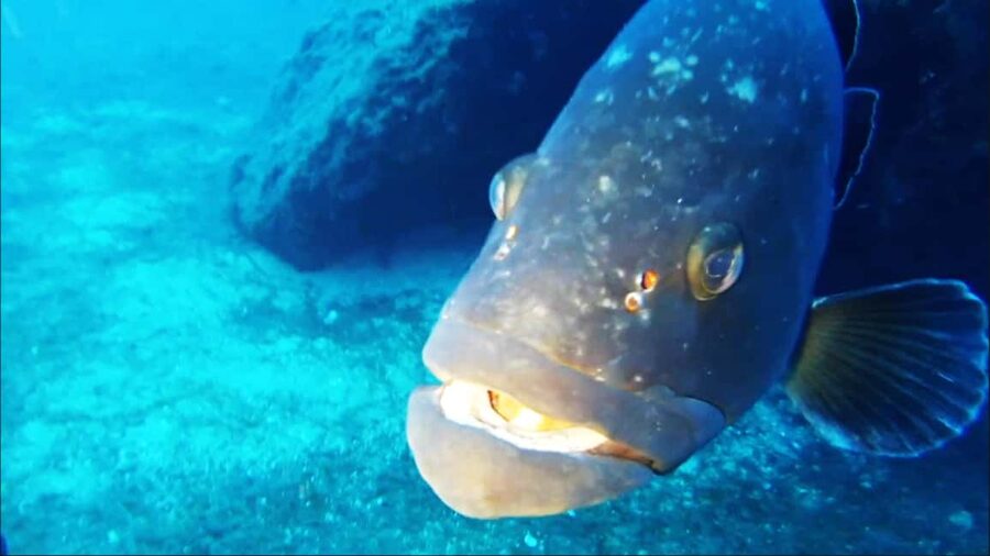 Sardinia, La Maddalena Archipelago: First Dive Experience - Should you book it?
