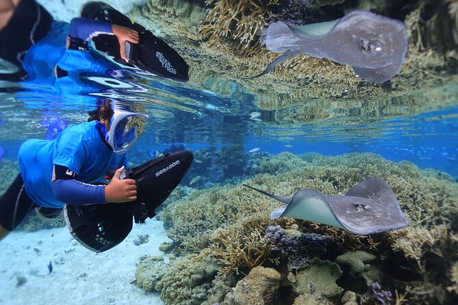 Sea Scooter Jet Snorkeling "Moorea Dream Adventure" - The marine life you may see