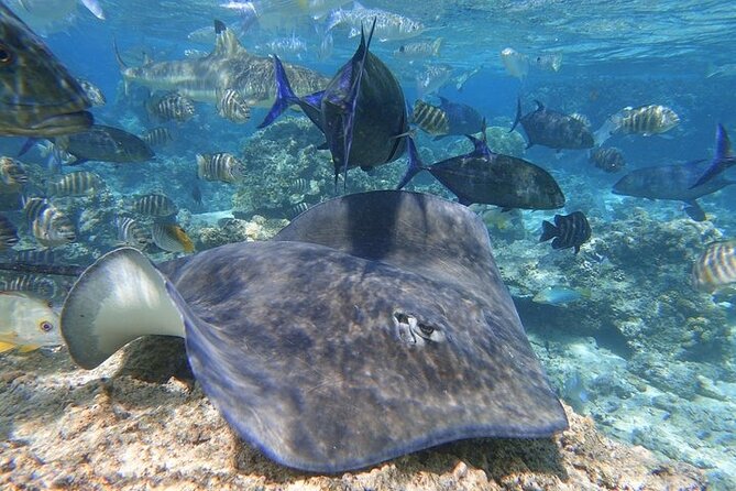 Sea Scooter Jet snorkeling "Moorea Reef Adventure" - Meeting the boat at 2 pm