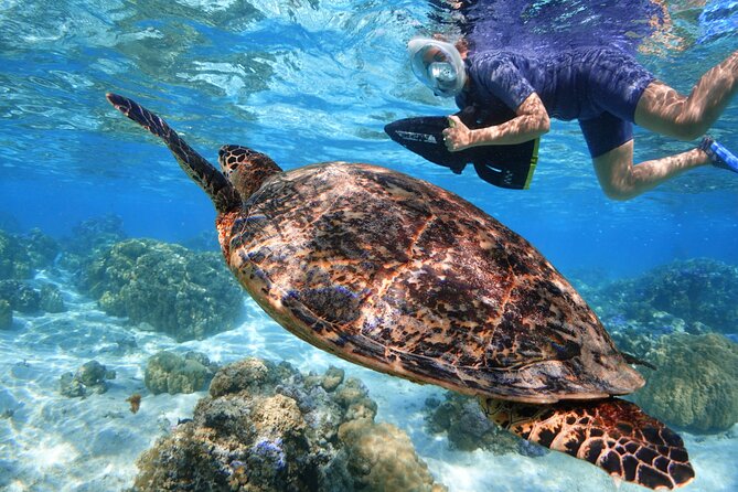 Sea Scooter Jet snorkeling "Moorea Reef Adventure" - The first reef stop: easy movement over coral gardens