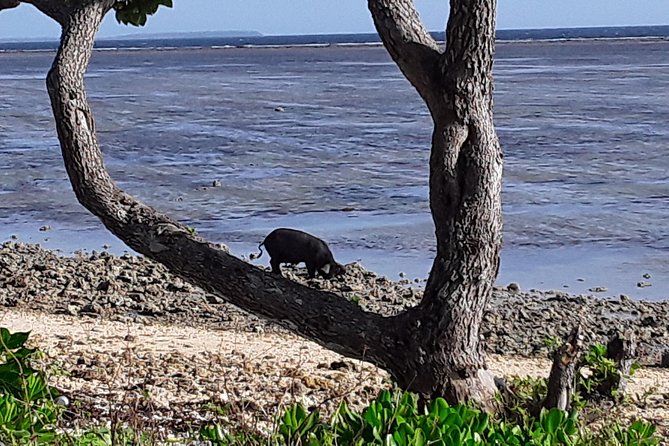 See Hear and Experience Full Island tour - Historic names, local stories, and unusual stops