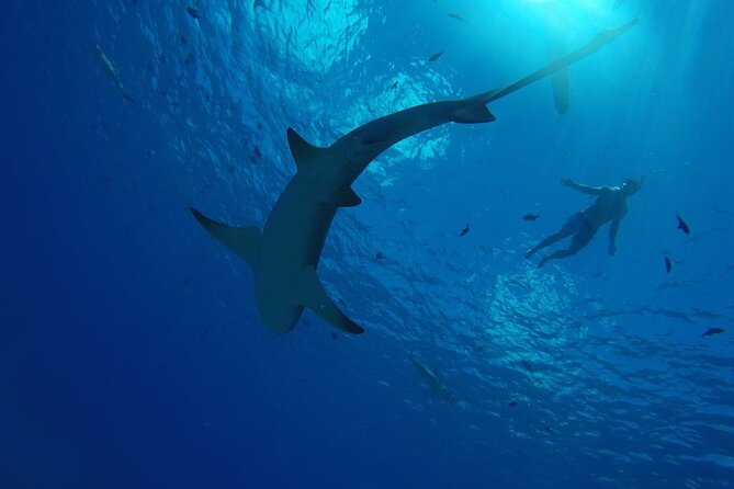 SHARED HALF DAY LAGOON TOUR - Bora Bora Cultural Lagoon Tour - Stop one: standing with Bora Bora’s pastenague rays