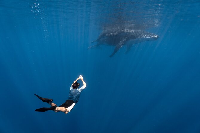 Shared Whale Expedition - What this Moorea whale trip is really about