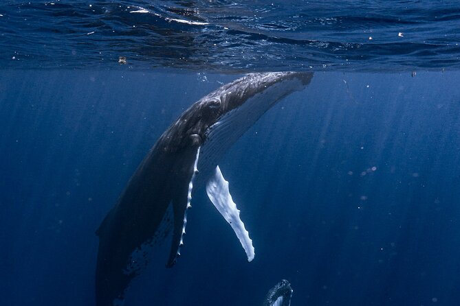 Shared Whale Expedition - Meeting the crew at Moorea Marina
